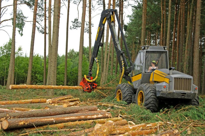 Pine Tree Clearing in Katy, TX
